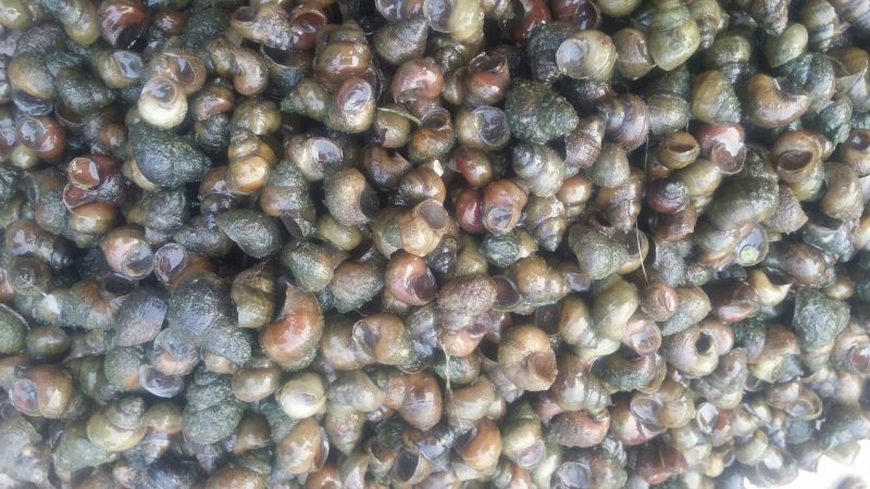田螺食用鲜活，筛选货，规格齐全，无臭无霉，量大