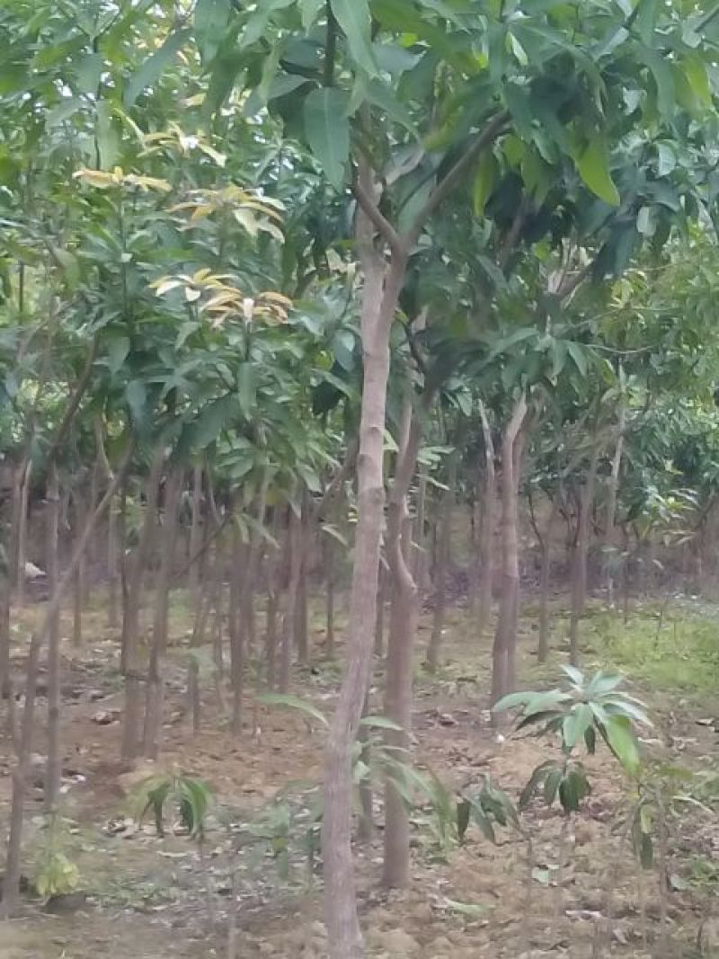 芒果树
