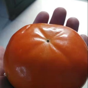 柿树