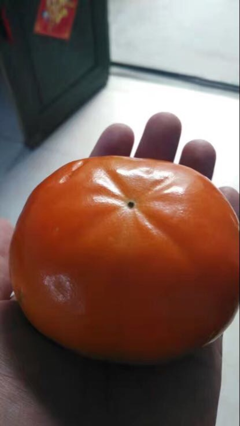 柿树