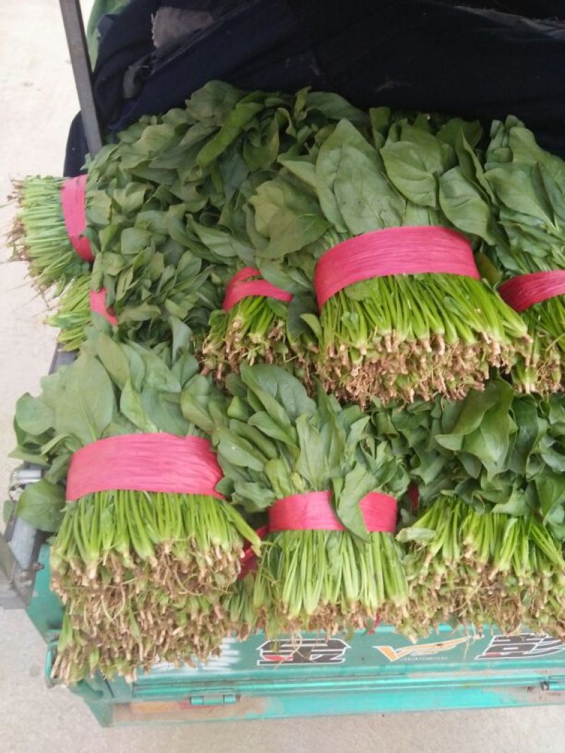 大叶菠菜20~25厘米