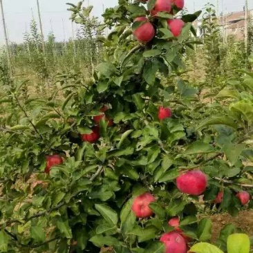 烟富六号苹果树苗30~40cm50~60cm60~70