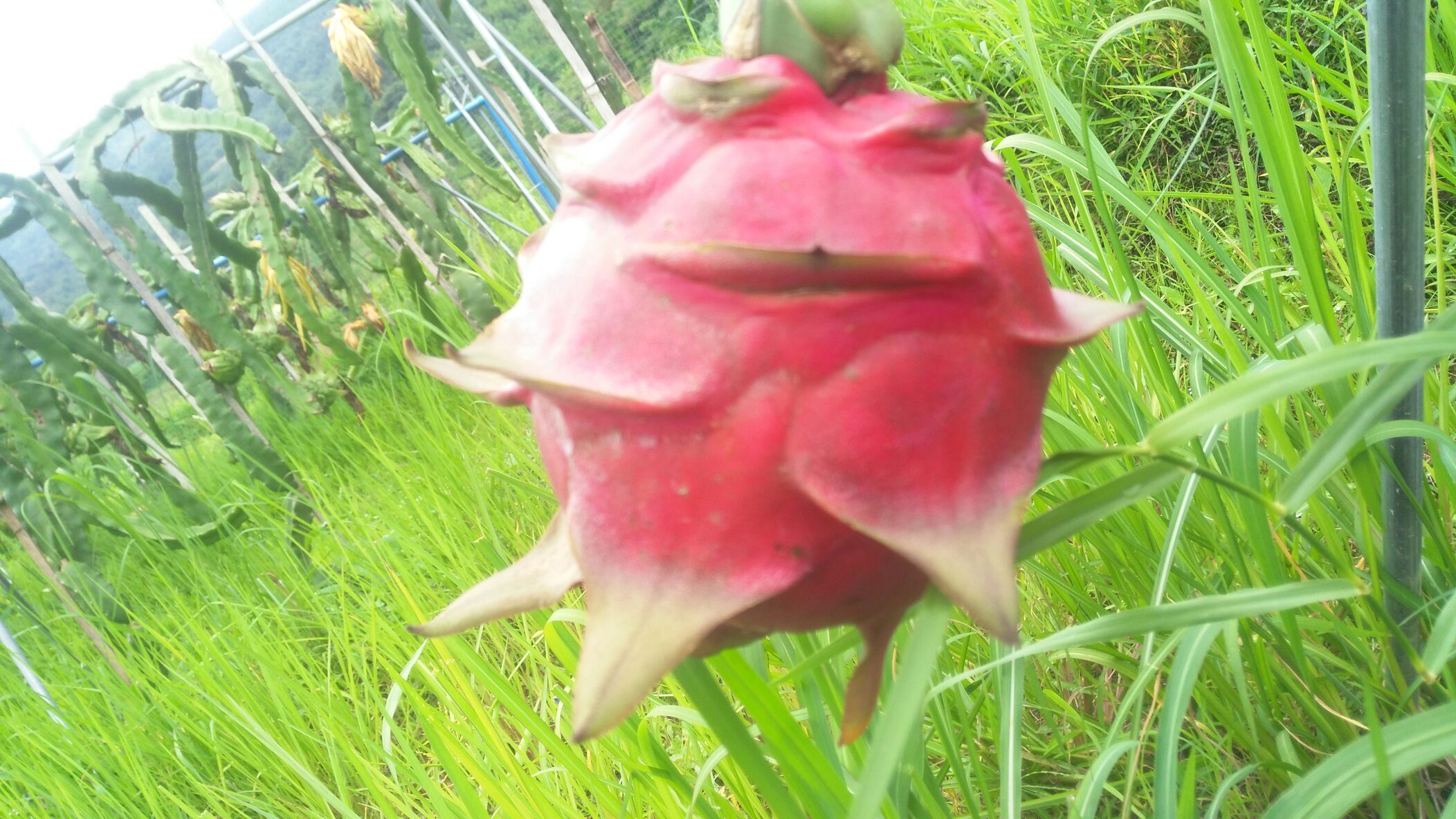 云南西双版纳台湾大红火龙果 大(7两以上)批发