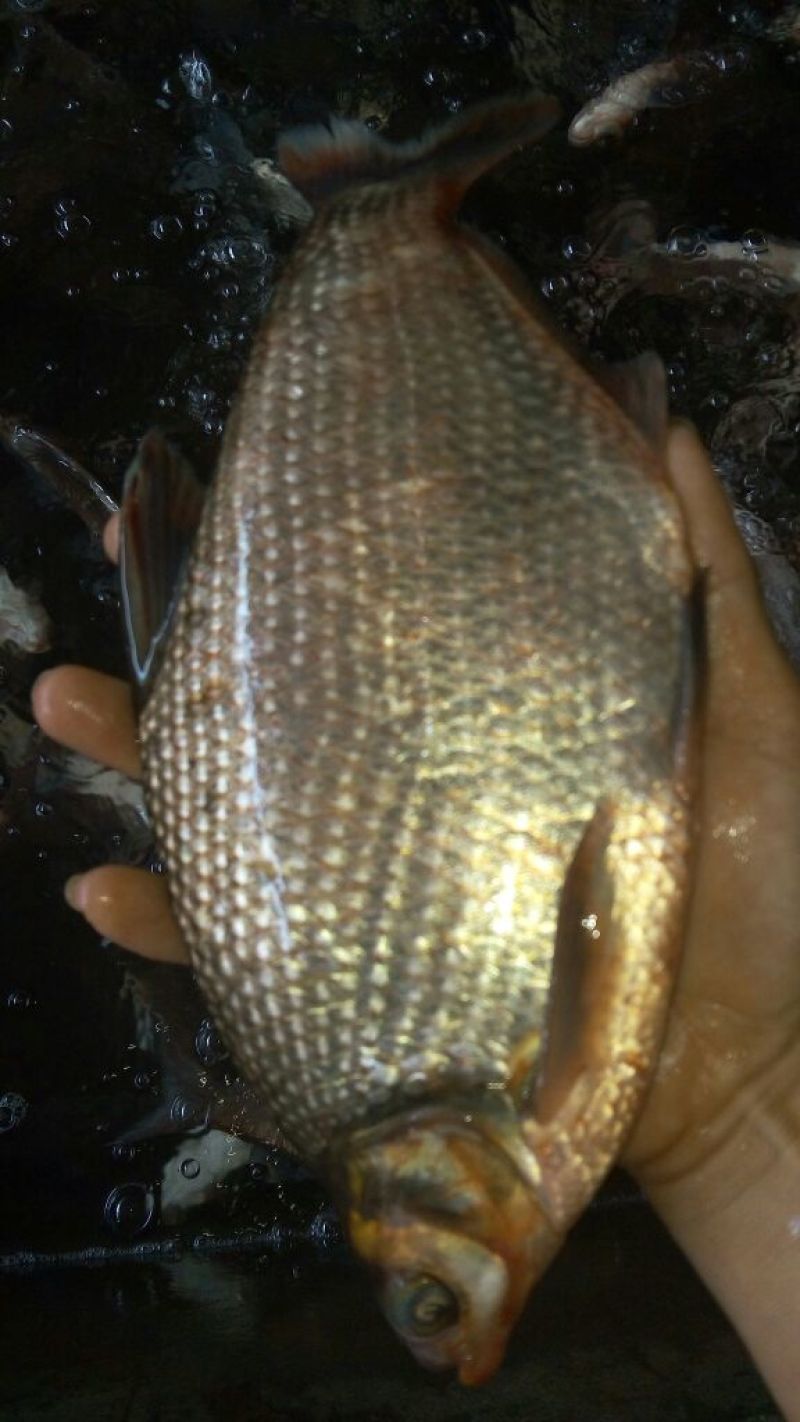 方正银鲫食用