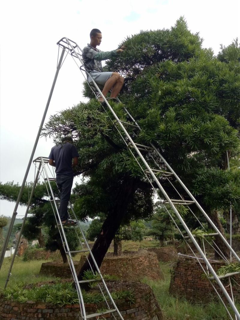 罗汉松树桩15~20cm