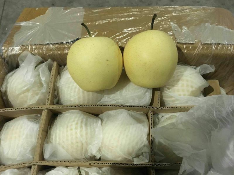 雪花梨450~500g纸箱