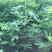 无花果树