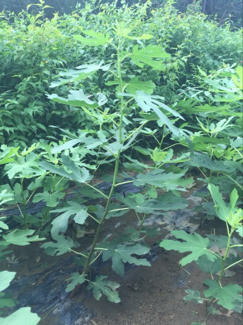 无花果树
