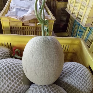 网纹瓜2斤以上长圆形