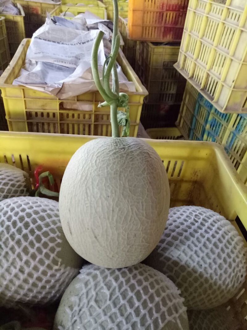 网纹瓜2斤以上长圆形