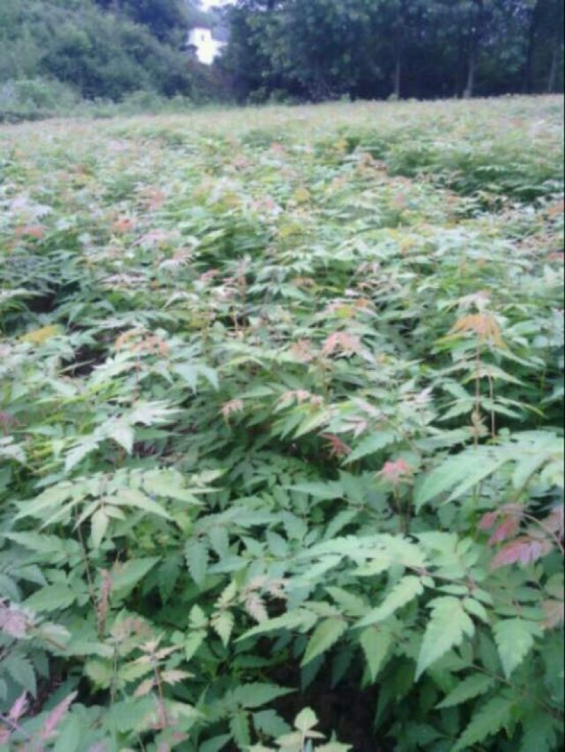 黄山栾树