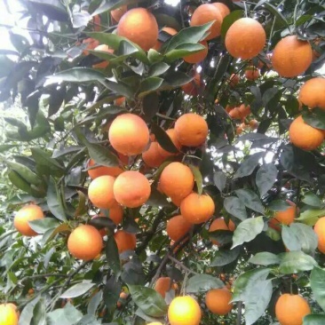 夏橙