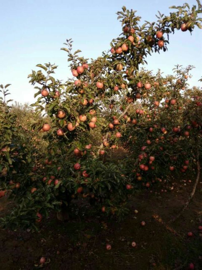 陕西秦冠苹果，光果秦冠，纸代秦冠冷库大量有贷