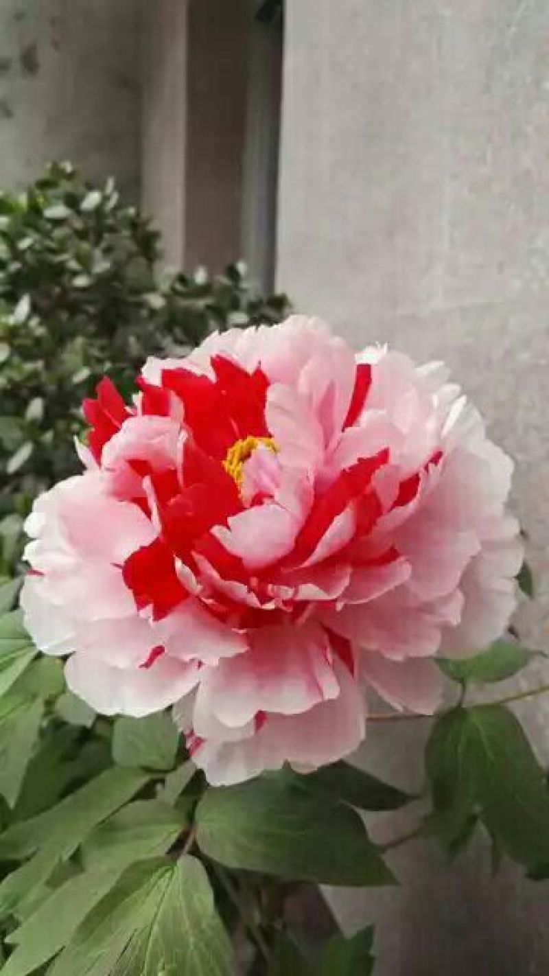 牡丹苗10cm以下