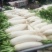 白萝卜1.5~2斤起