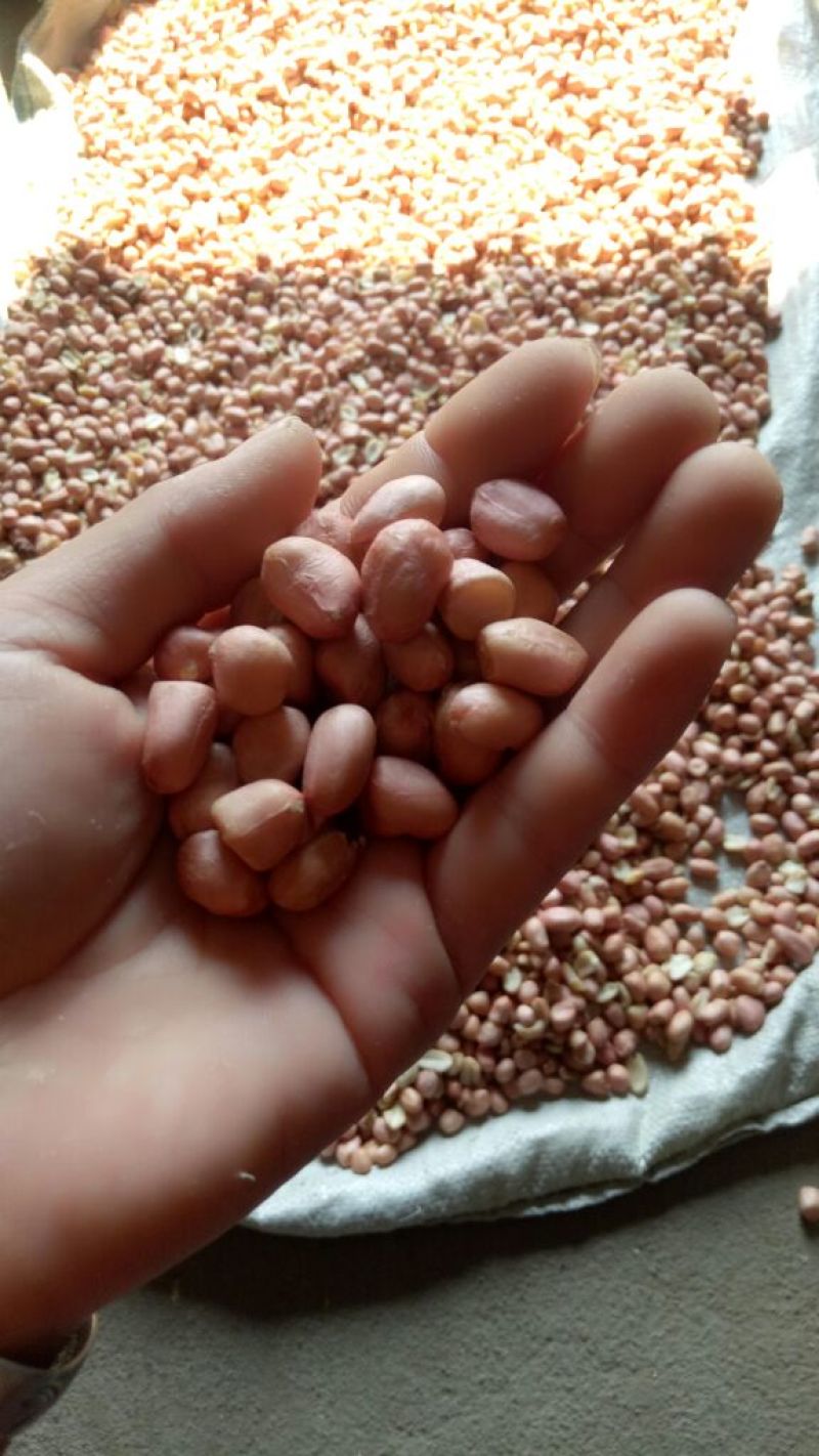 带壳花生干货净米