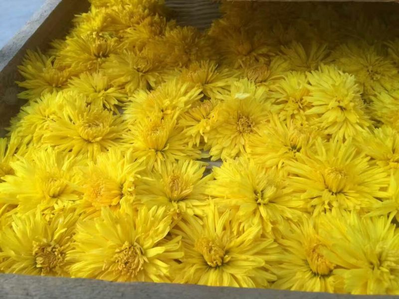 菊花茶