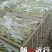 九粒白芸豆20cm以上
