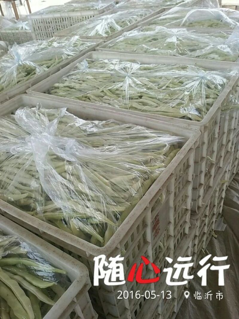 九粒白芸豆20cm以上