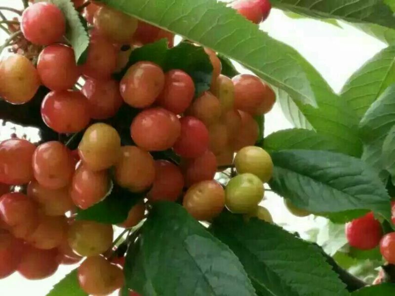 黄蜜樱桃苗2年80cm以上嫁接樱桃树苗矮化樱桃树