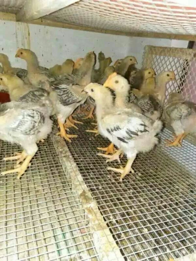 土鸡苗1斤以上