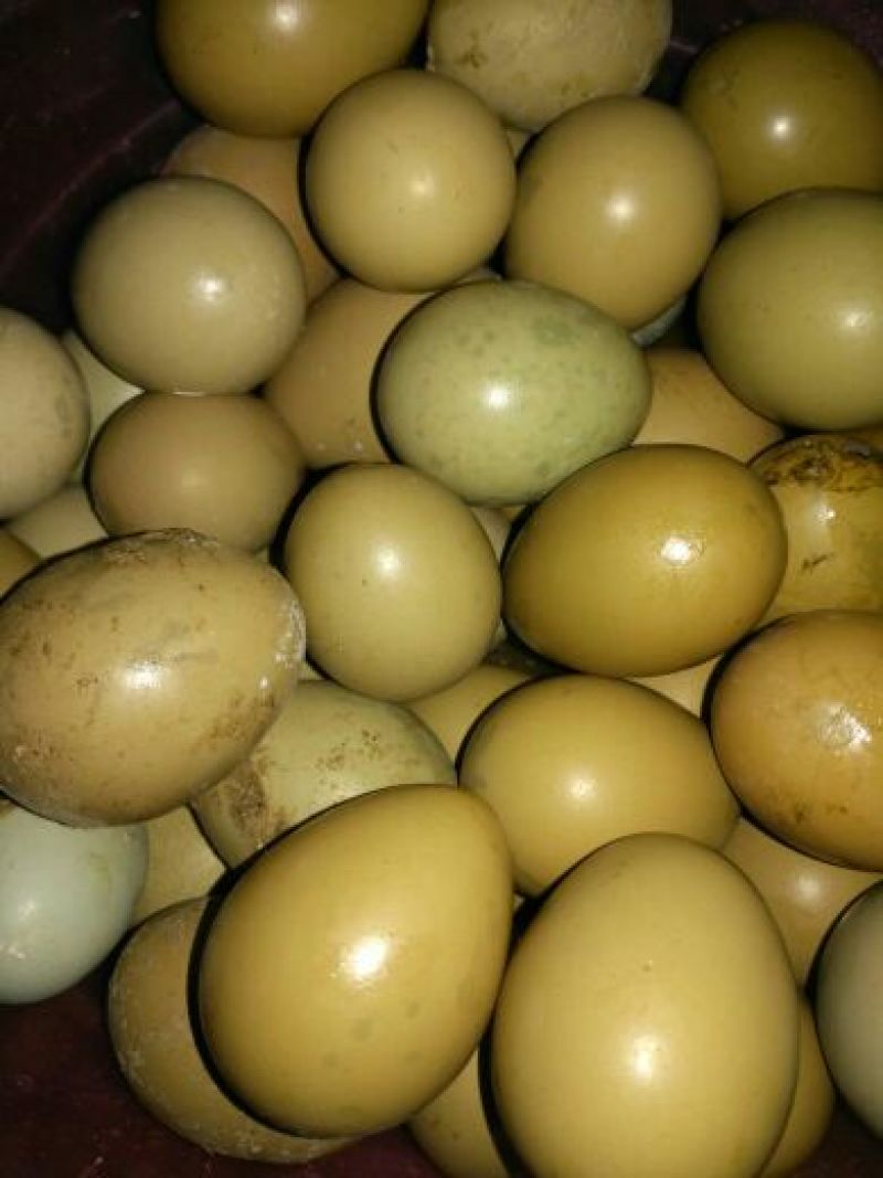 野鸡蛋食用50g以下