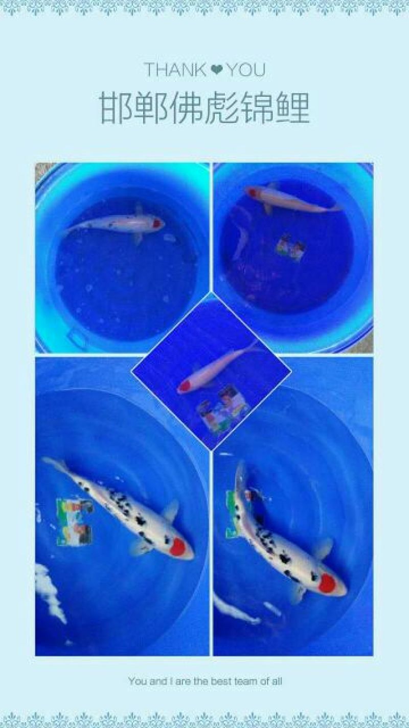 锦鲤鱼苗2两