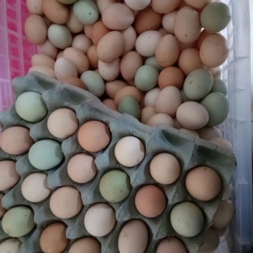 土鸡蛋食用40~50g