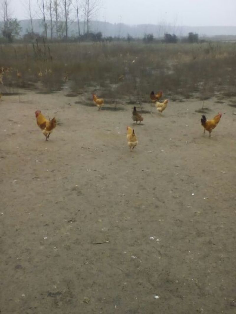 土鸡蛋孵化40~50g