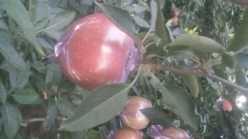 红香蕉苹果膜袋