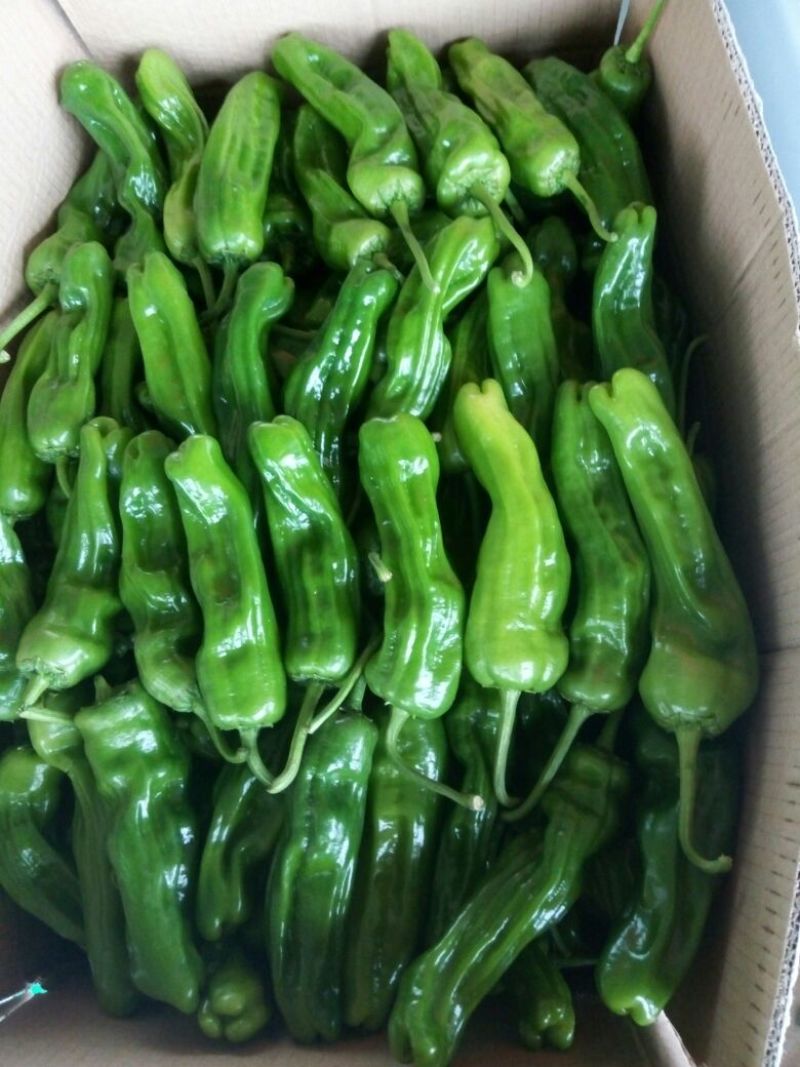 砀椒三号10~15厘米中辣青