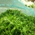 艾草种子97