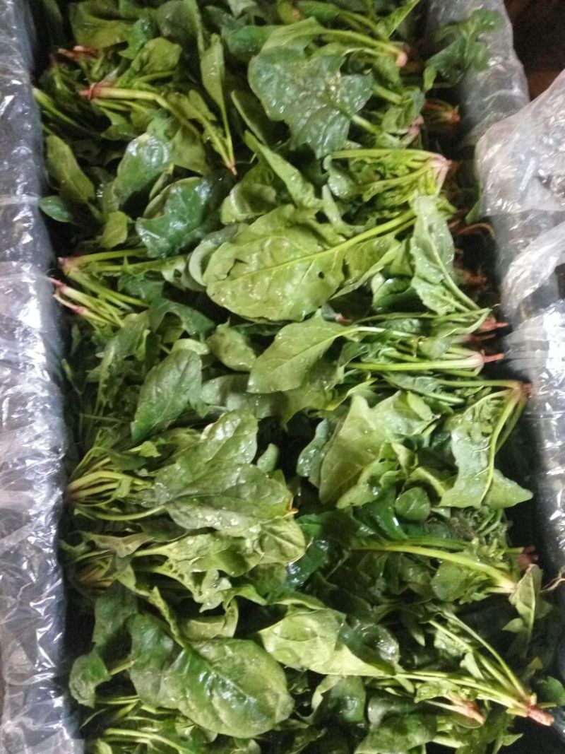 大叶菠菜15~20厘米