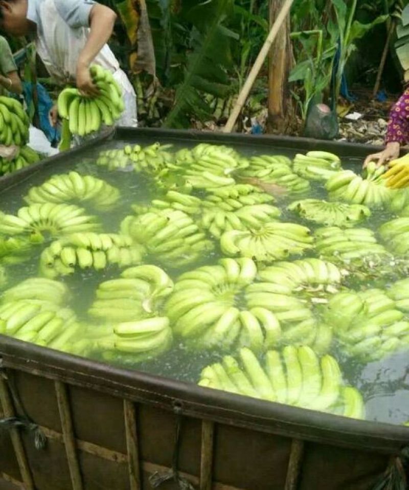 威廉斯香蕉七成熟