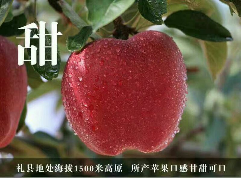 花牛75mm以上光果