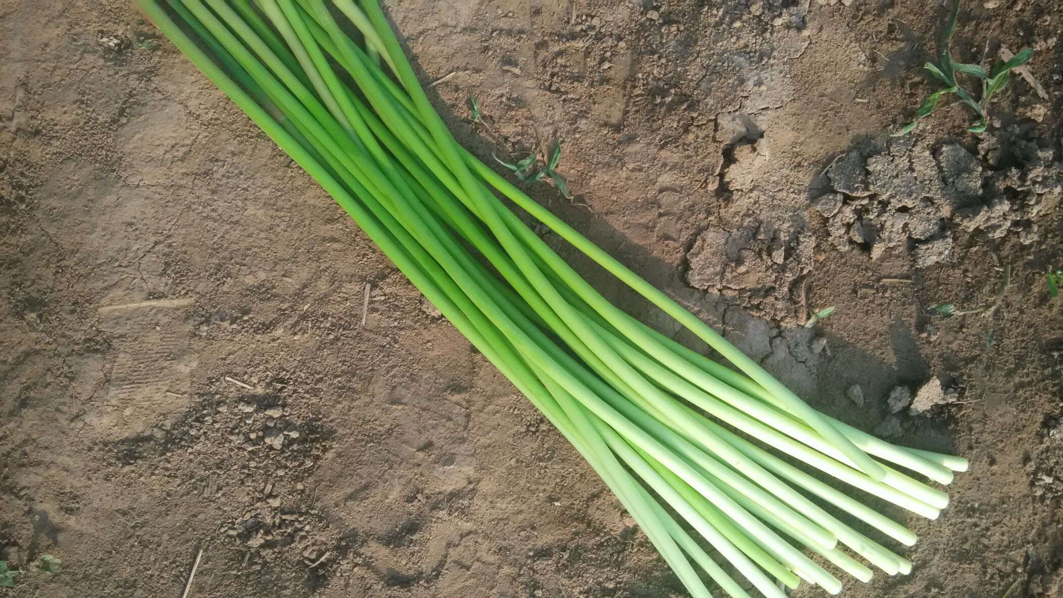 蒜苔河北石家庄鹿泉市_批发_供应-一亩田农业