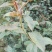 红香酥梨树苗0.8~3cm80cm以上