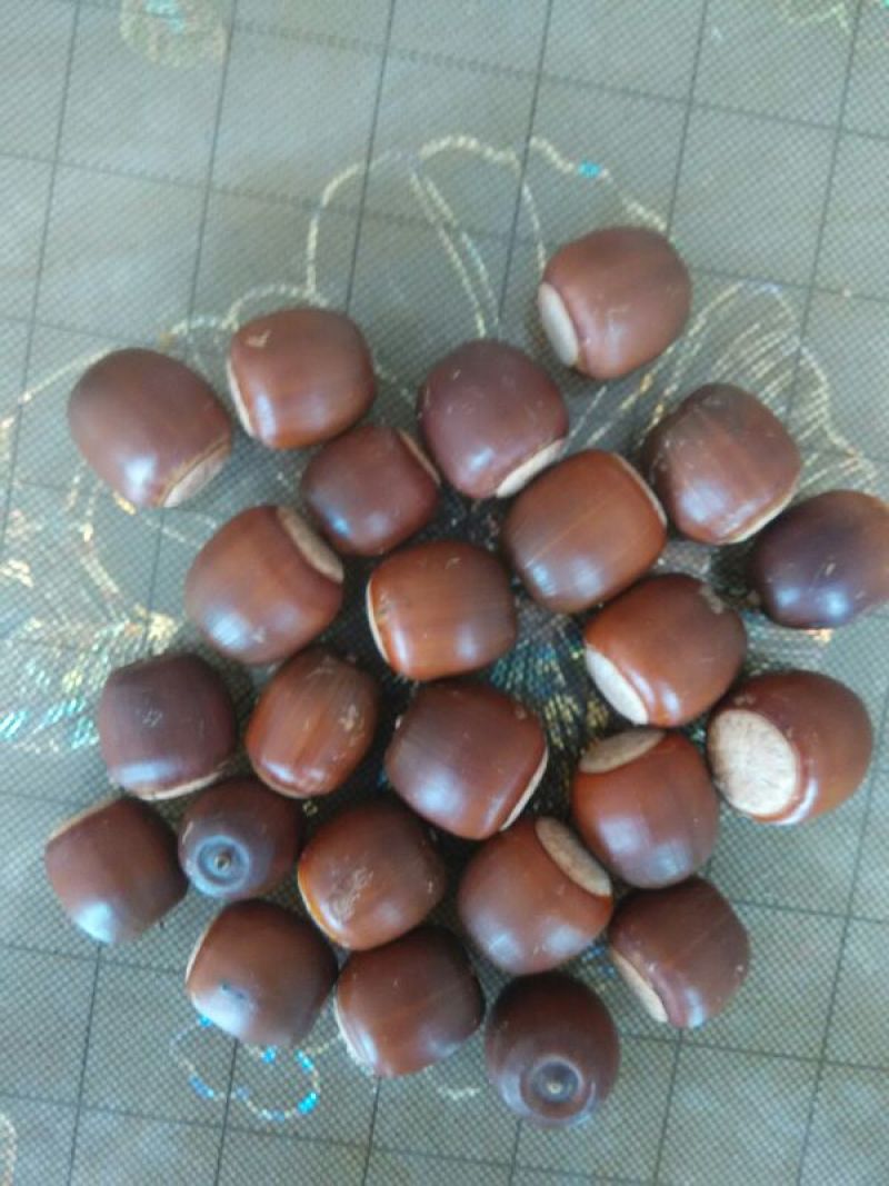 河南橡实大小均匀自然风干产地直发品质保证量大优惠
