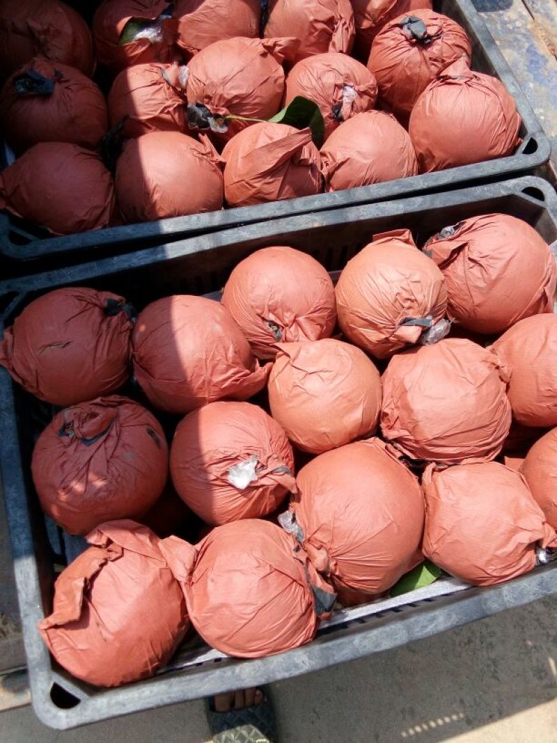黄金梨300~350g纸袋