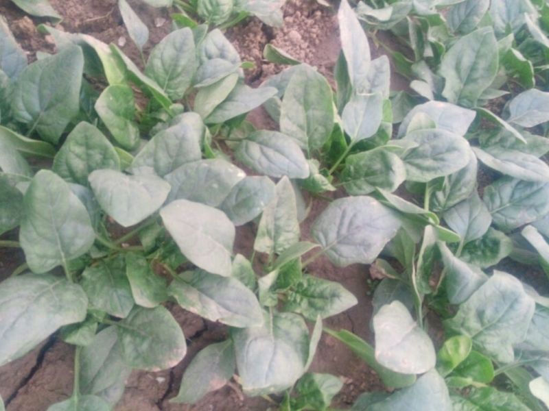 越冬菠菜15~20厘米