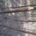 国槐4~6cm4~6cm2~3米