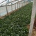 黑叶菠菜10~15厘米