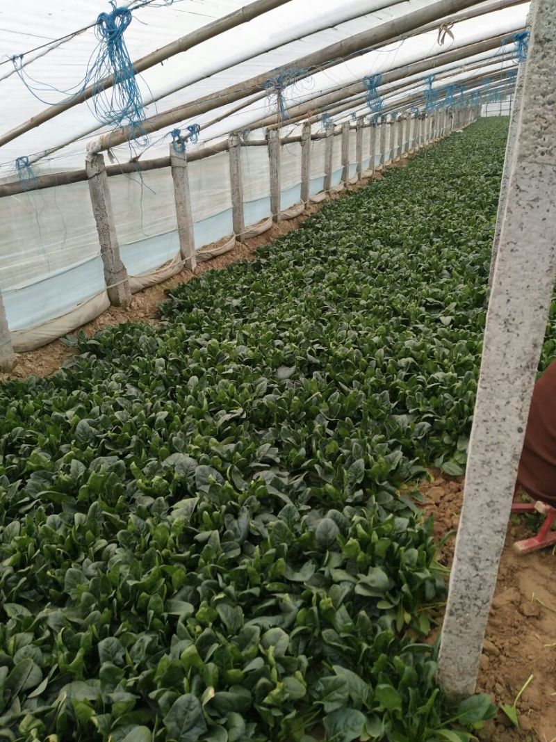黑叶菠菜10~15厘米