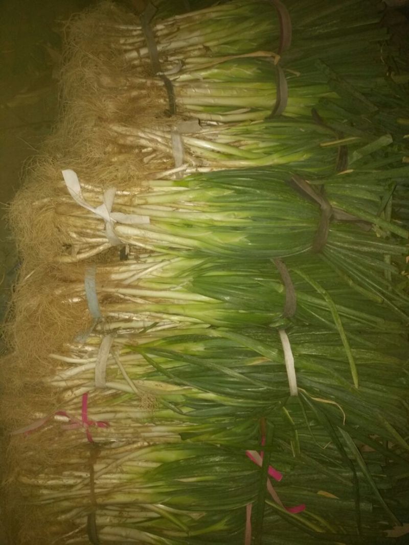 长白大葱净葱3cm左右