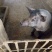 太湖母猪种猪