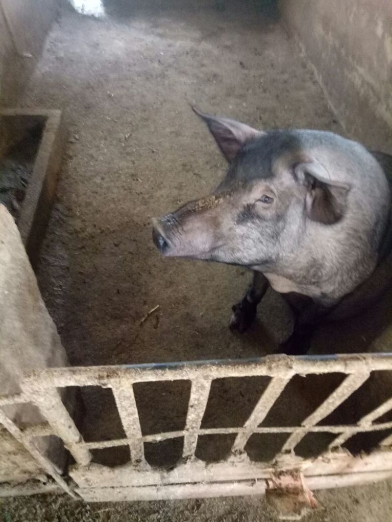 太湖母猪种猪