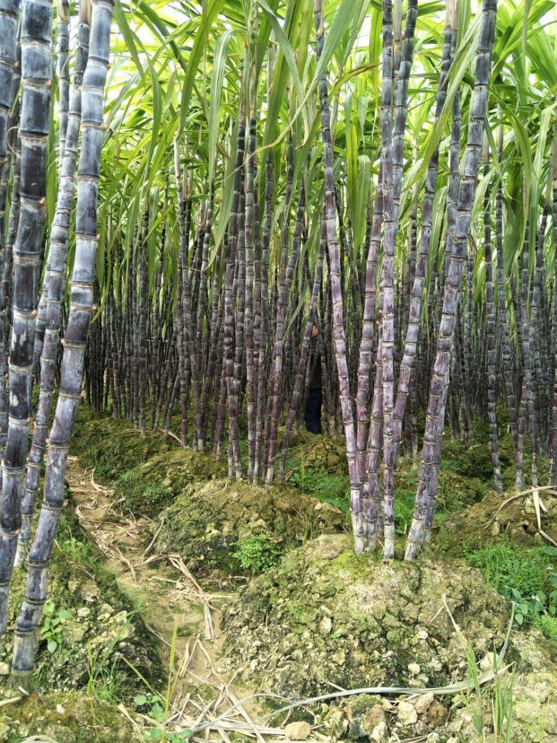 广西博白黑皮甘蔗2~2.5米4~5cm产地直供量大从优