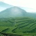 石阡苔茶特级