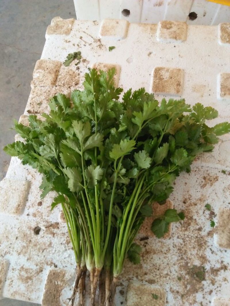 大叶香菜20~25厘米以上