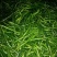 鲜辣椒10~15厘米青中辣